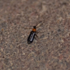 Heteromastix sp. (genus) (Soldier beetle) at Wamboin, NSW - 9 Nov 2018 by natureguy