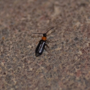 Heteromastix sp. (genus) at Wamboin, NSW - 10 Nov 2018 01:09 AM