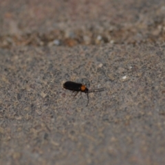 Heteromastix sp. (genus) at Wamboin, NSW - 10 Nov 2018 01:09 AM