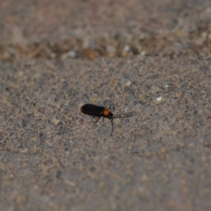 Heteromastix sp. (genus) at Wamboin, NSW - 10 Nov 2018 01:09 AM