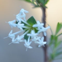 Pimelea linifolia (Slender Rice Flower) at Wamboin, NSW - 11 Nov 2018 by natureguy