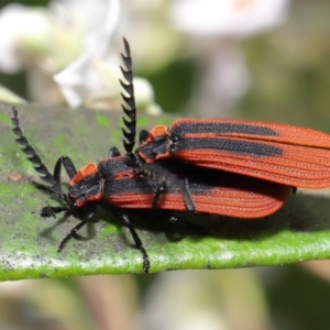 Trichalus sp. (genus) at Acton, ACT - 26 Sep 2019 10:07 AM