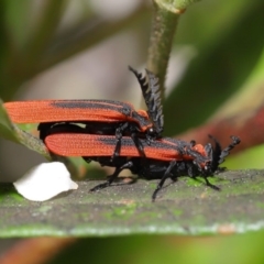 Trichalus sp. (genus) at Acton, ACT - 26 Sep 2019 10:07 AM