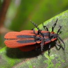 Trichalus sp. (genus) at Acton, ACT - 26 Sep 2019 10:07 AM