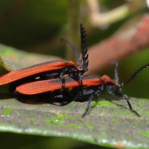 Trichalus sp. (genus) at Acton, ACT - 26 Sep 2019 10:07 AM