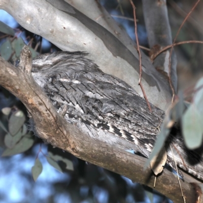 Podargus strigoides (Tawny Frogmouth) at Ainslie, ACT - 28 Sep 2019 by jb2602