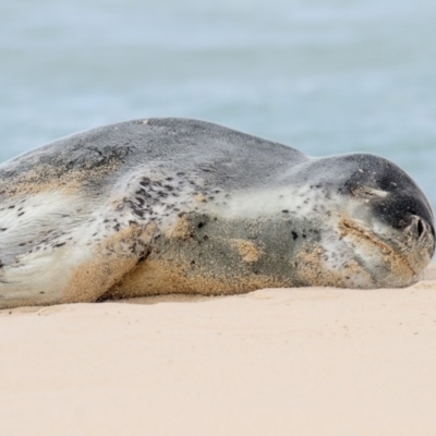 Hydrurga leptonyx (Leopard Seal) at Eden, NSW - 30 Sep 2019 by Leo