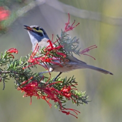 Caligavis chrysops (Yellow-faced Honeyeater) at Greenway, ACT - 29 Sep 2019 by Marthijn