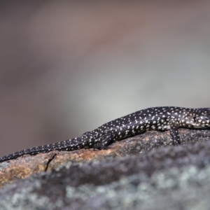 Egernia cunninghami at Greenway, ACT - 30 Sep 2019 10:04 AM