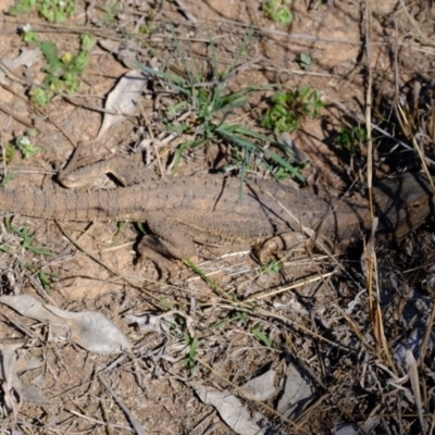 Pogona barbata (Eastern Bearded Dragon) at Woodstock Nature Reserve - 30 Sep 2019 by Kurt