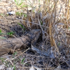 Pogona barbata at Dunlop, ACT - suppressed