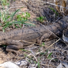 Pogona barbata at Dunlop, ACT - suppressed