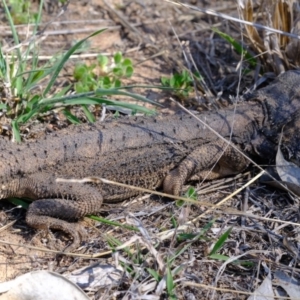 Pogona barbata at Dunlop, ACT - 30 Sep 2019