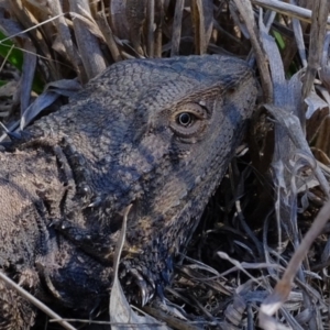 Pogona barbata at Dunlop, ACT - suppressed