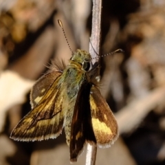 Ocybadistes walkeri (Green Grass-dart) at Dunlop, ACT - 30 Sep 2019 by Kurt