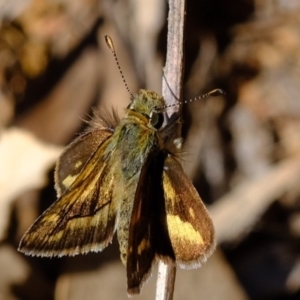 Ocybadistes walkeri at Dunlop, ACT - 30 Sep 2019 02:49 PM