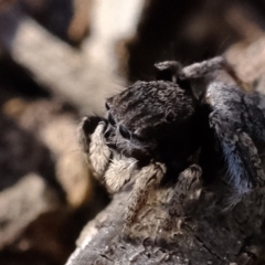 Maratus vespertilio (Bat-like peacock spider) at Dunlop, ACT - 30 Sep 2019 by Kurt