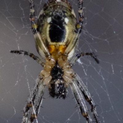 Plebs eburnus (Eastern bush orb-weaver) at Woodstock Nature Reserve - 30 Sep 2019 by Kurt