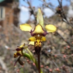 Diuris pardina (Leopard Doubletail) at Rugosa - 30 Sep 2019 by SenexRugosus