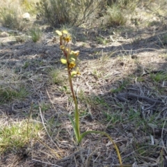 Diuris pardina at Yass River, NSW - 30 Sep 2019