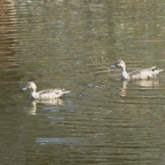 Anas gracilis (Grey Teal) at Rugosa - 30 Sep 2019 by SenexRugosus