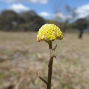 Craspedia variabilis at Yass River, NSW - 30 Sep 2019