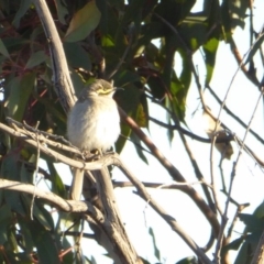 Caligavis chrysops (Yellow-faced Honeyeater) at Yass River, NSW - 30 Sep 2019 by SenexRugosus