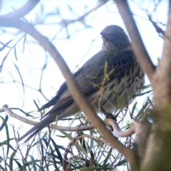 Oriolus sagittatus (Olive-backed Oriole) at Googong, NSW - 30 Sep 2019 by Wandiyali