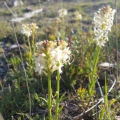 Stackhousia monogyna (Creamy Candles) at Yass River, NSW - 29 Sep 2019 by SenexRugosus