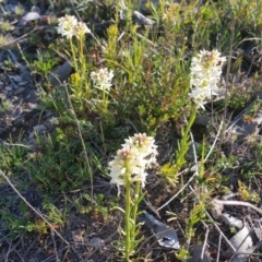 Stackhousia monogyna at Yass River, NSW - 29 Sep 2019