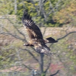 Aquila audax at Red Hill, ACT - 30 Sep 2019