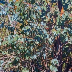 Eucalyptus glaucescens at Namadgi National Park - 14 Sep 2019 11:30 AM