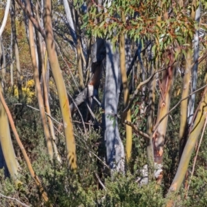 Eucalyptus glaucescens at Namadgi National Park - 14 Sep 2019 11:30 AM