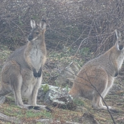 Notamacropus rufogriseus (Red-necked Wallaby) at Red Hill Nature Reserve - 6 Sep 2019 by roymcd