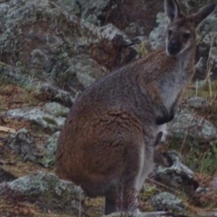 Notamacropus rufogriseus at Garran, ACT - 6 Sep 2019