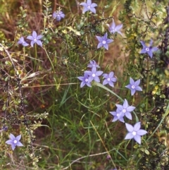 Wahlenbergia stricta subsp. stricta (Tall Bluebell) at Conder, ACT - 19 Nov 1999 by michaelb