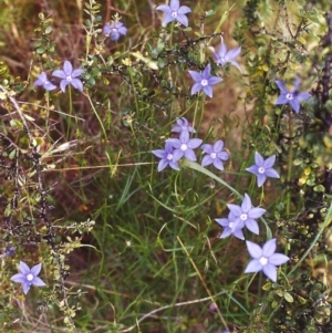 Wahlenbergia stricta subsp. stricta at Conder, ACT - 20 Nov 1999 12:00 AM