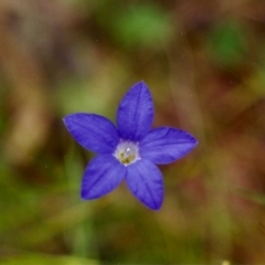 Wahlenbergia stricta subsp. stricta at Conder, ACT - 20 Nov 1999 12:00 AM