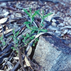 Wahlenbergia stricta subsp. stricta at Conder, ACT - 10 Sep 2000