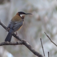 Acanthorhynchus tenuirostris (Eastern Spinebill) at ANBG - 20 Sep 2019 by Christine