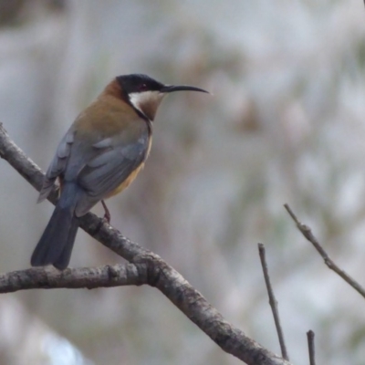 Acanthorhynchus tenuirostris (Eastern Spinebill) at ANBG - 20 Sep 2019 by Christine