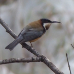 Acanthorhynchus tenuirostris at Acton, ACT - 20 Sep 2019