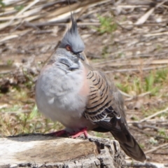 Ocyphaps lophotes (Crested Pigeon) at Acton, ACT - 20 Sep 2019 by Christine
