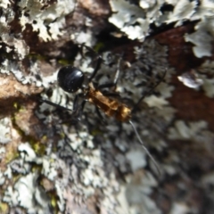 Polyrhachis semiaurata (A golden spiny ant) at Hackett, ACT - 20 Sep 2019 by Christine