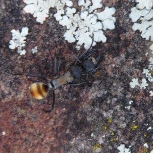 Polyrhachis ammon at Point 4999 - 20 Sep 2019 01:25 PM