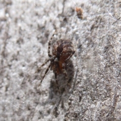 Cryptachaea veruculata (Diamondback comb-footed spider) at Point 4999 - 20 Sep 2019 by Christine