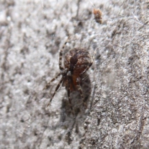 Cryptachaea veruculata at Point 4999 - 20 Sep 2019 01:36 PM