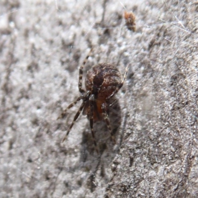 Cryptachaea veruculata (Diamondback comb-footed spider) at Point 4999 - 20 Sep 2019 by Christine