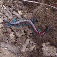 Scolopendra laeta at Hackett, ACT - 20 Sep 2019