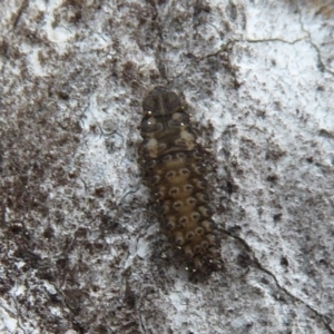 Coccinellidae (family) at Hackett, ACT - 20 Sep 2019